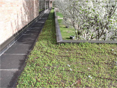 Green Roof view