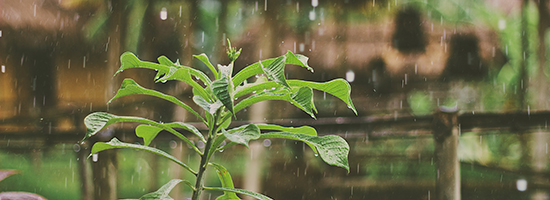 Plant in garden being rained on