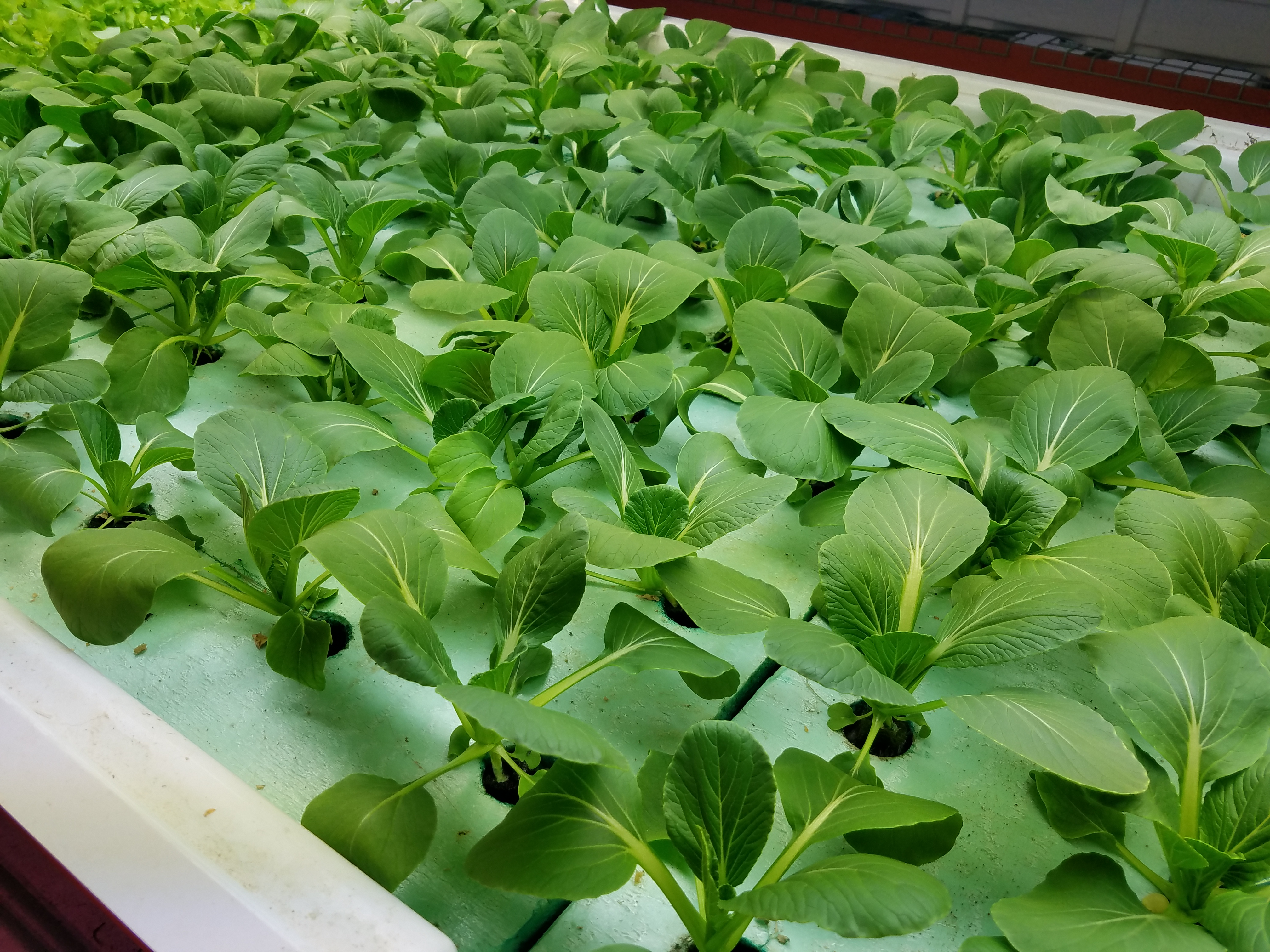 Sustainable Horticulture