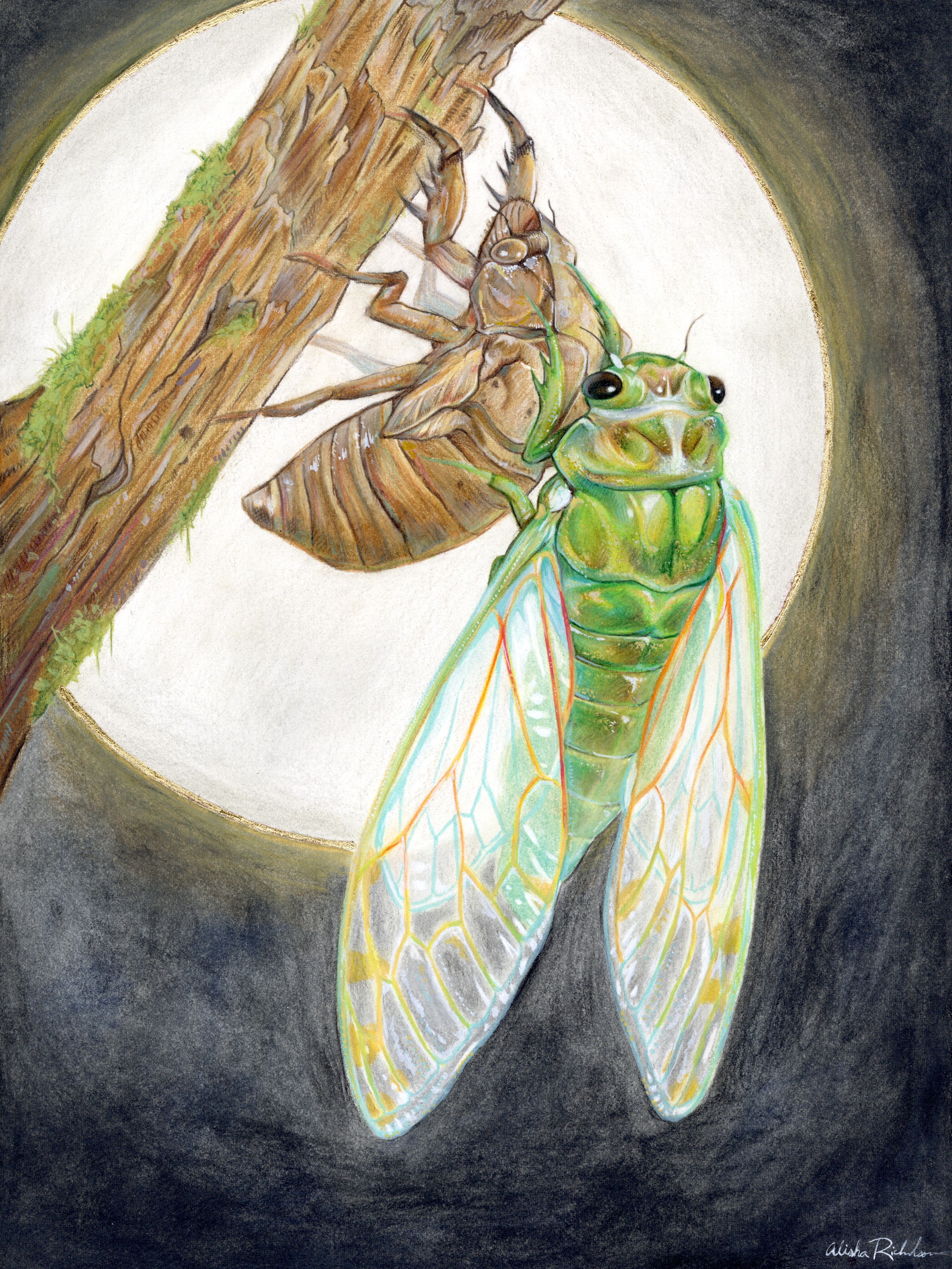 Shedding Skin, by Alisha Richardson